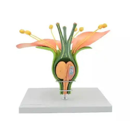 گیاهان و نباتات